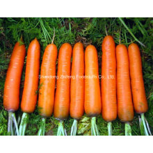 100g and up New Crop Carrot